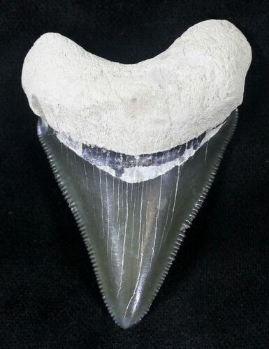 Sharp, Serrated Bone Valley Megalodon Tooth #20659